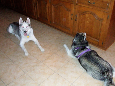 Maverick and Kema at Home 03.JPG